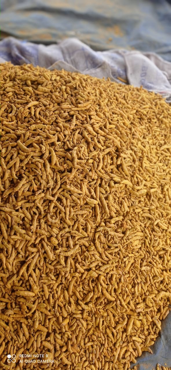 Turmeric roots and powder